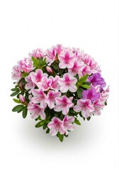 Beautiful Arrangement of Cute Azaleas Featuring Vibrant Pink and White Flowers Showcasing Nature's Charm