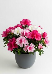 Beautiful Display of Cute Wisteria Flowers Cascading in Lavender and Purple Hues Highlighting Nature's Elegance