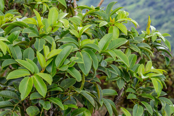 Polyscias oahuensis is a species of tree in the ivy family, 'ohe mauka. Moanalua Ridge Trail to the Haiku Stairs (Stairway To Heaven), Honolulu, Oahu, Hawaii. Koʻolau Range / shield volcano.