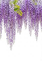 Beautiful Representation of Cute Wisteria Blossoms Symbolizing Serenity and Grace in Floral Design