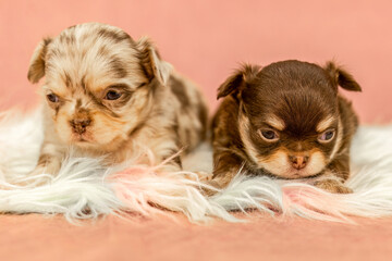 Two merle Chihuahua puppies sit closely together on a soft pastel fur surface against a pink background.