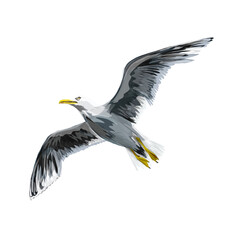 a sea gull in flight without a background