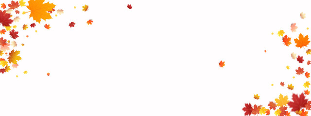 Elegant vector illustration of leaf red oak, birch, and maple leaves in soft natural light. Perfect for autumn-themed designs, with full transparency for easy layering.