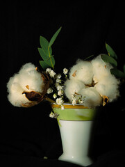 cotton plant on black background