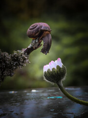 snail on a tree