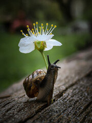 snail on a flower