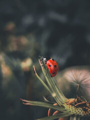 ladybird on a blade of grass