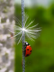 ladybug on grass
