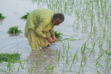 Farmer planting rice seedlings in flooded paddy field, showing hard work and rural life in countryside