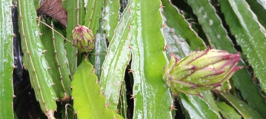 The image shows a dragon fruit bud or ovary (Hylocereus sp.) growing on a cactus. This plant is also known as dragon fruit or pitaya.