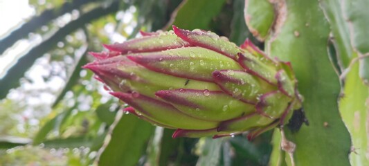 The image shows a dragon fruit bud or ovary (Hylocereus sp.) growing on a cactus. This plant is also known as dragon fruit or pitaya.