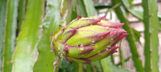 The image shows a dragon fruit bud or ovary (Hylocereus sp.) growing on a cactus. This plant is also known as dragon fruit or pitaya.