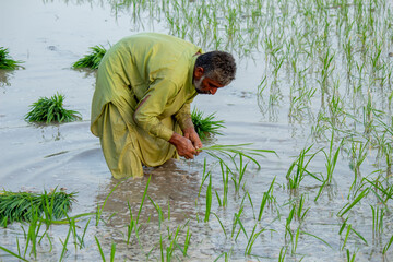 Farmer planting rice seedlings in flooded paddy field, showing hard work and rural life in countryside