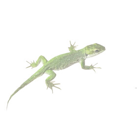 Fototapeta premium A small green gecko, a wild reptile animal, isolated on a white background
