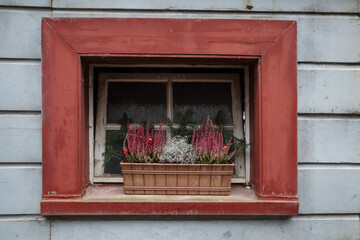 A frontal, centered view of an old window framed by thick, peeling red wood, set into a light gray wooden-plank wall. A brown planter box on the sill holds a winter floral arrangement of pink heather 