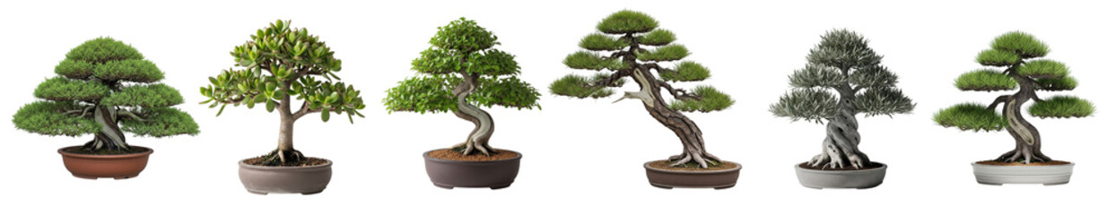 isolated white background of a diverse group of six bonsai trees, including lush green foliage and one with drier, grey leaves, presented in various pots for decorative purposes.