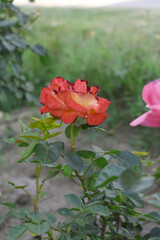 Beautiful red rose flower closeup in garden, A very beautiful red rose flower bloomed on the rose tree, Rose flower closeup, bloom flowers, Natural spring flower, Natural floral background,