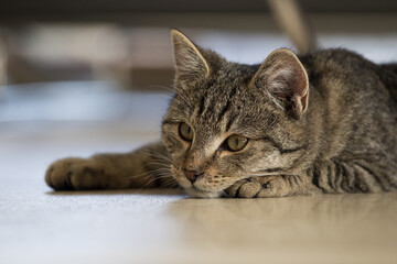 Portret wesołego małego szarego kota