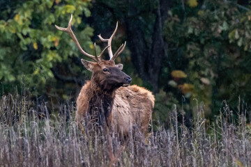 bull elk in the woods