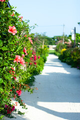 白砂の小径のハイビスカス