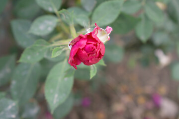 Beautiful red rose flower closeup in garden, A very beautiful red rose flower bloomed on the rose tree, Rose flower closeup, bloom flowers, Natural spring flower, Natural floral background,