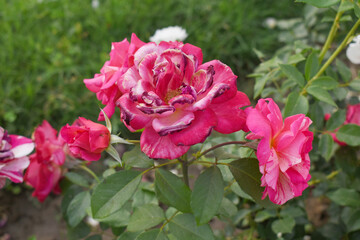 Beautiful red rose flower closeup in garden, A very beautiful red rose flower bloomed on the rose tree, Rose flower closeup, bloom flowers, Natural spring flower, Natural floral background,