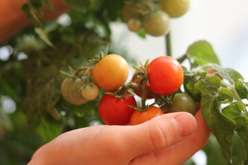 hand picking cherry tomatoes