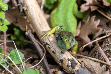 Naklejka premium Green Lizard Closeup in Natural Habitat
