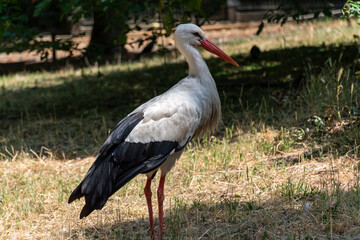 Standing Stork Full Body Margit Island