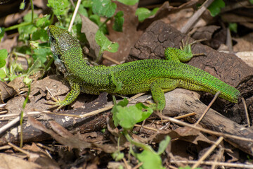 Fototapeta premium Green Lizard Closeup in Natural Habitat