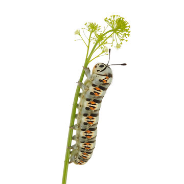 Macro view of a caterpillar climbing a green stem with tiny flowers against a stark black backdrop