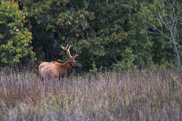 bull elk in the woods