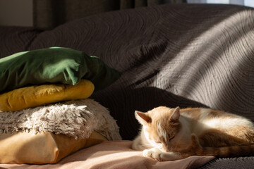 cat sleeping on the bed