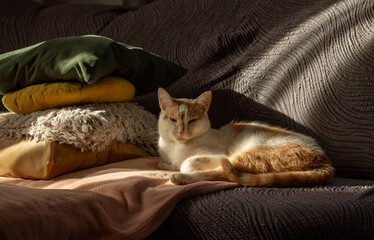 cat sleeping on a bed