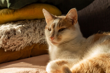 cat lying on the carpet