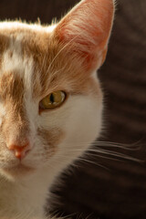 close up of a cat