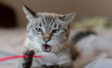 おもちゃで遊ぶ可愛い猫	