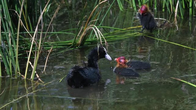 Coot (Fulica atra) feeding chicks // Bl&auml;sshuhn (Fulica atra) f&uuml;ttert K&uuml;ken