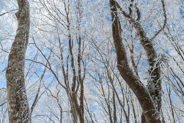 見上げると美しい霧氷と青空