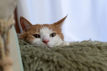 気になって見つめる猫の視線　茶トラ白	