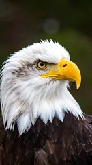 Fototapeta premium A close-up portrait showcases a bald eagle's head and neck. Its piercing gaze is directed slightly right. The background is softly blurred