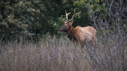 bull elk in the woods