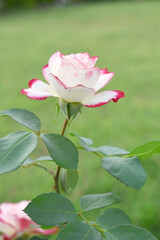 Beautiful pink rose flower closeup in garden, A very beautiful pink yellow rose flower bloomed on the rose tree, Rose flower closeup, bloom flowers, Natural spring flower floral background
