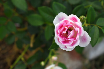 Beautiful pink rose flower closeup in garden, A very beautiful pink yellow rose flower bloomed on the rose tree, Rose flower closeup, bloom flowers, Natural spring flower floral background