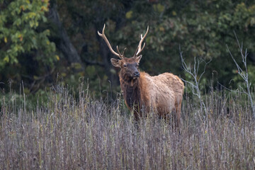 bull elk in the woods