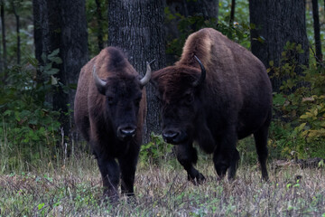 couple of american bison