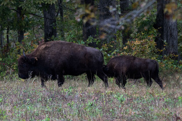 Mom bason feeds baby while walking