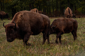 Baby bison chase mom for milk