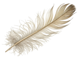 Single soft white bird feather isolated on transparent background. peaceful and gentle symbol of lightness, nature, flight and writing