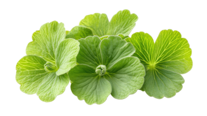 Garden geranium green leaves vibrant foliage plant decorative botany natural greenery fresh leaf texture floral element isolated on white background